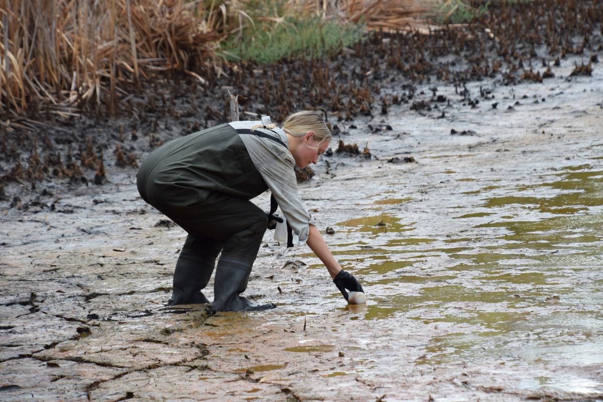 student wearing chest waders sampling water from a seasonal wetland pond