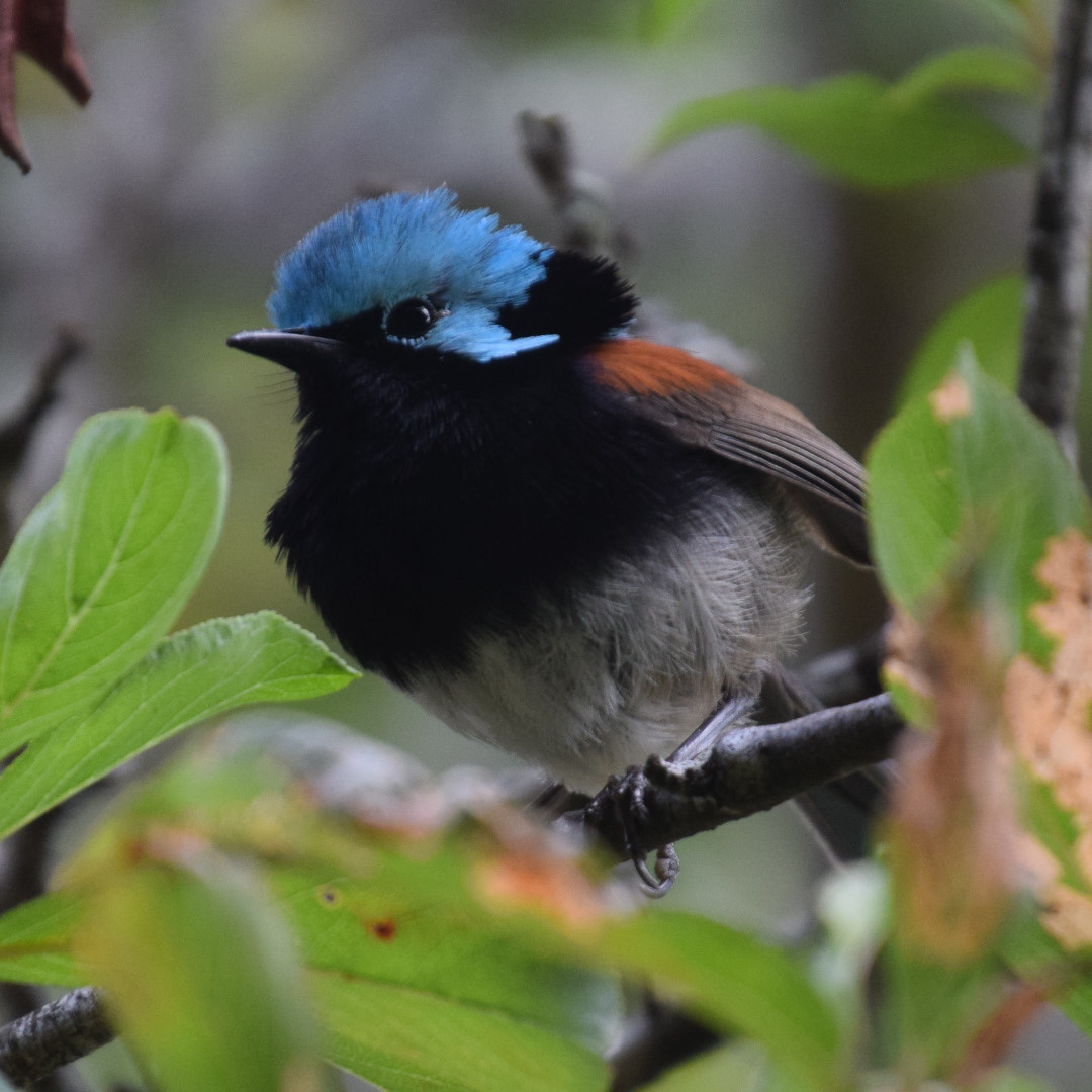 Red Winged Fairy Wren near Pemberton, Western Australia