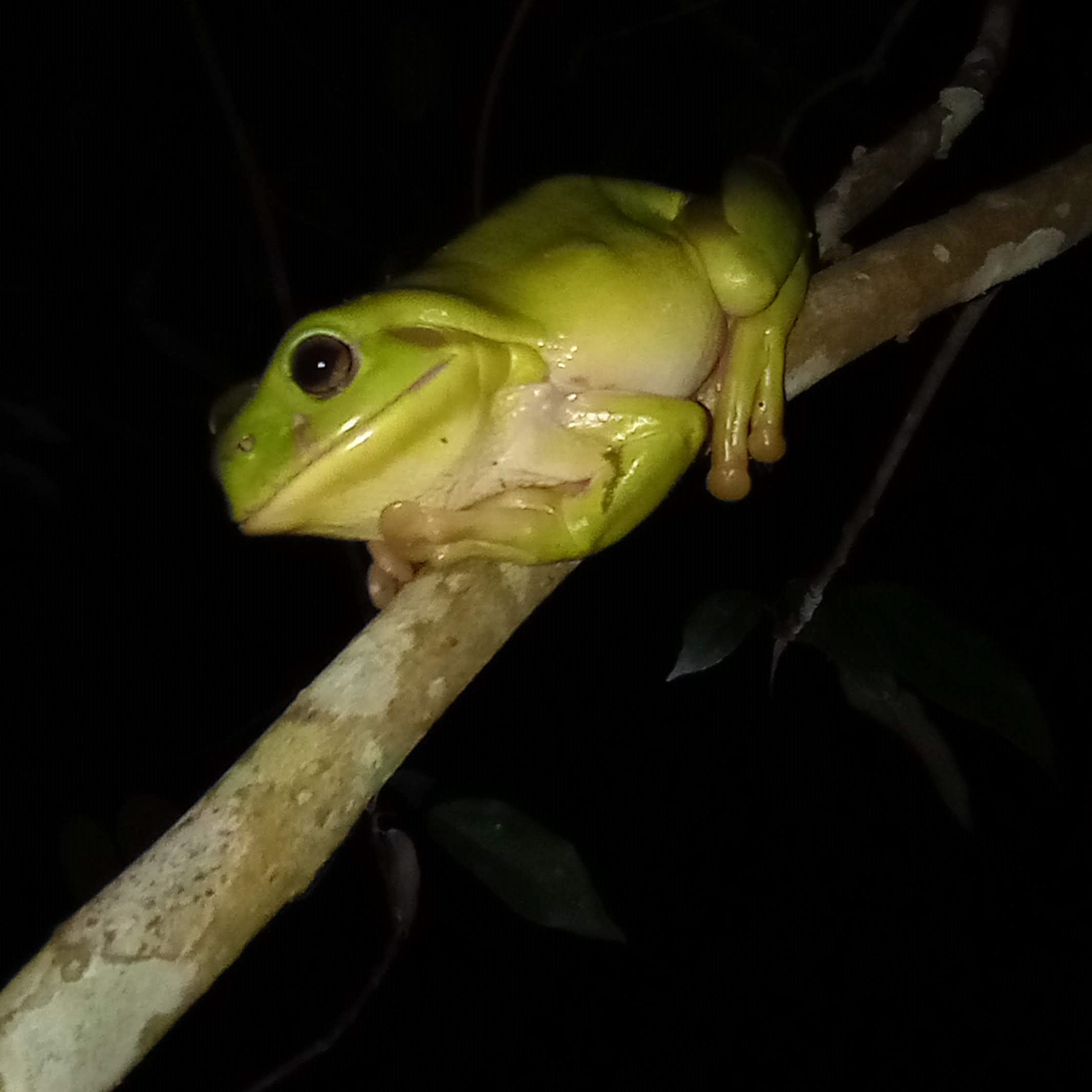 Green Tree Frog at night near Witta, Queensland, Australia