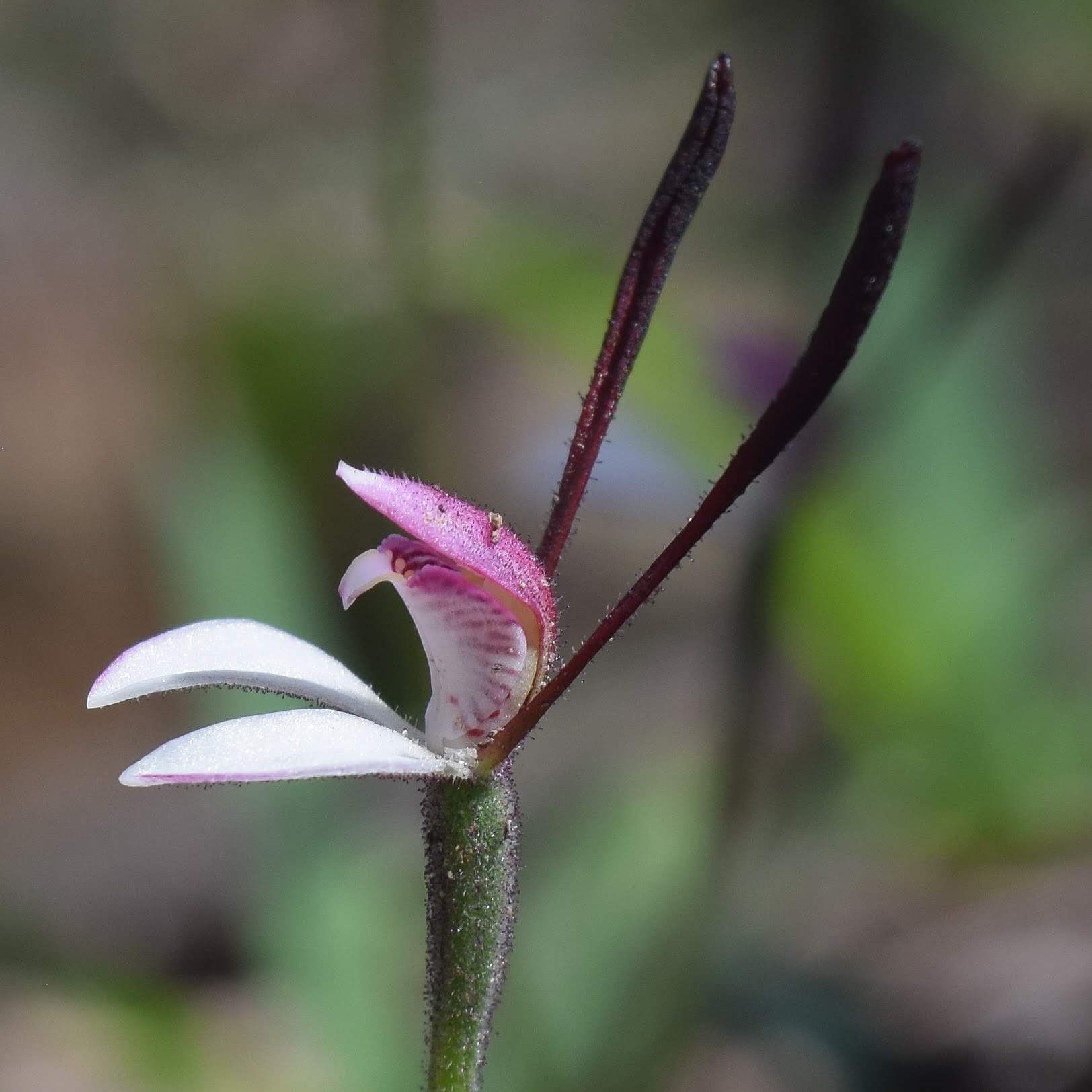 Rabbit Orchid